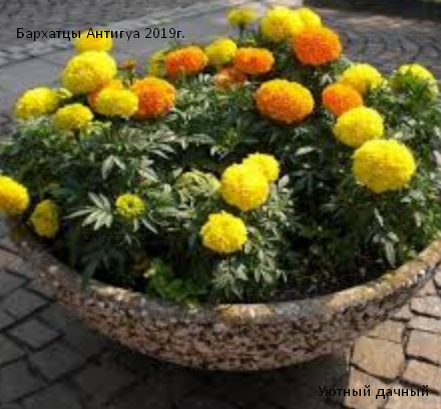 Антигуа Бархатцы 2019г.