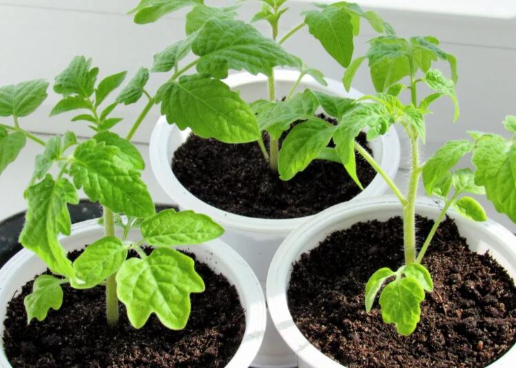 Рассада помидоров