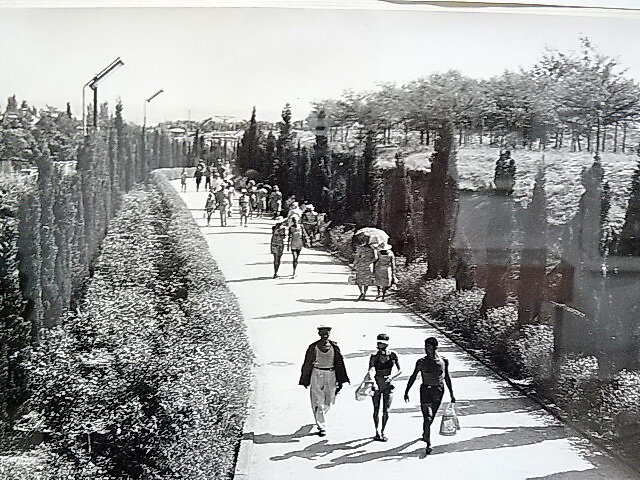 фотография Кипарисовой аллеи, из открытых источников( датируется 1960 годом)