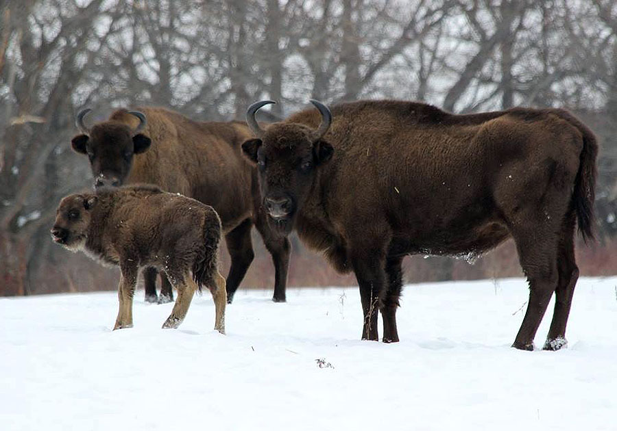 Зубры в Муромском заказнике