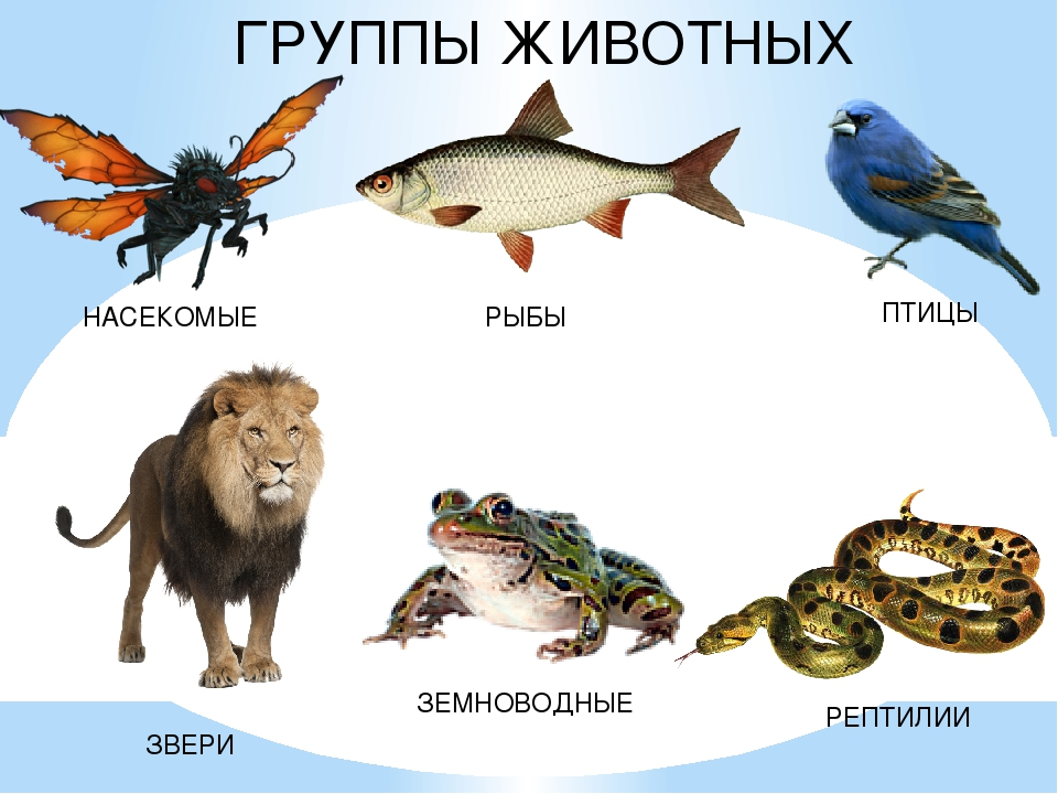 Группы животных и их примеры Группы животных 3 класс окружающий мир доклад
