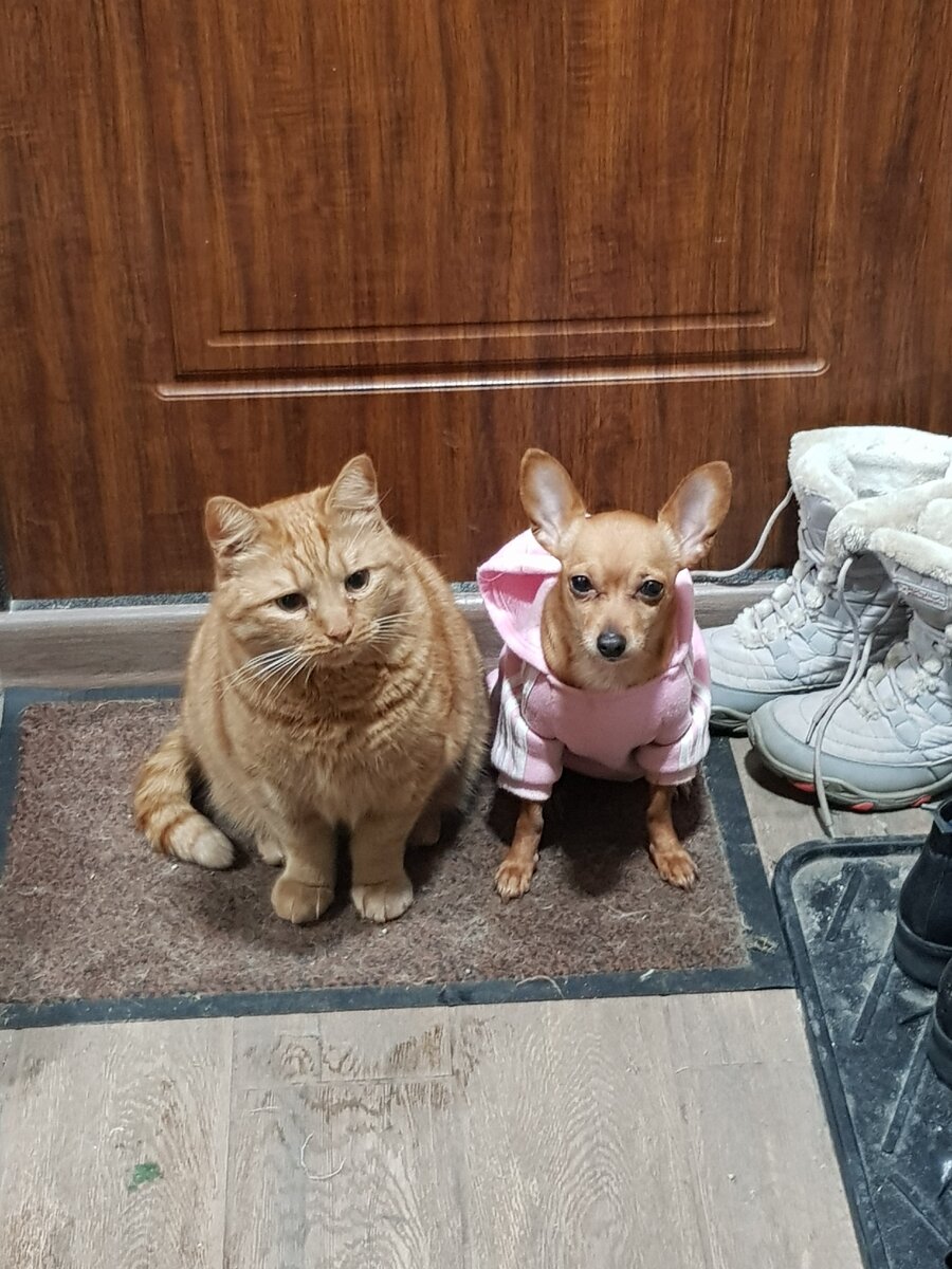 Кот и той-терьер 