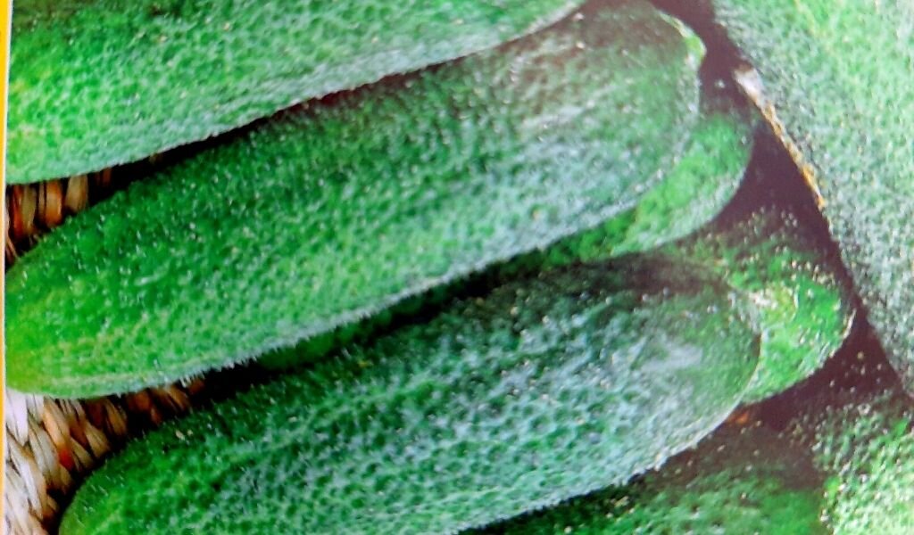 Огурец Доломит F1