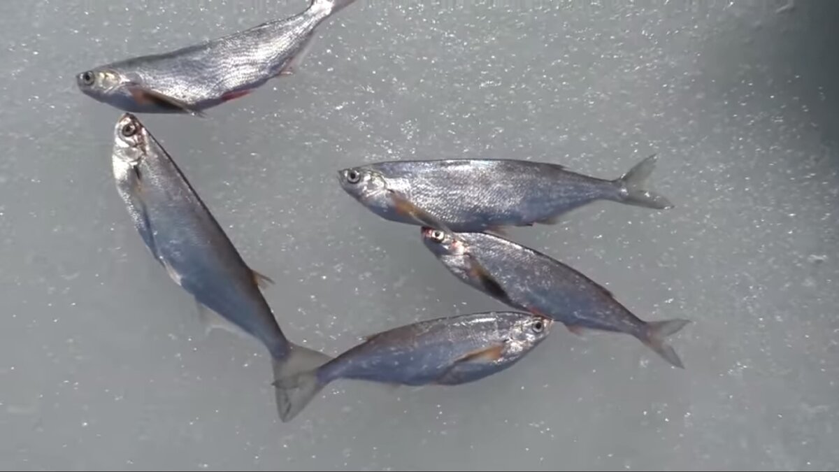 Донская чехонька.