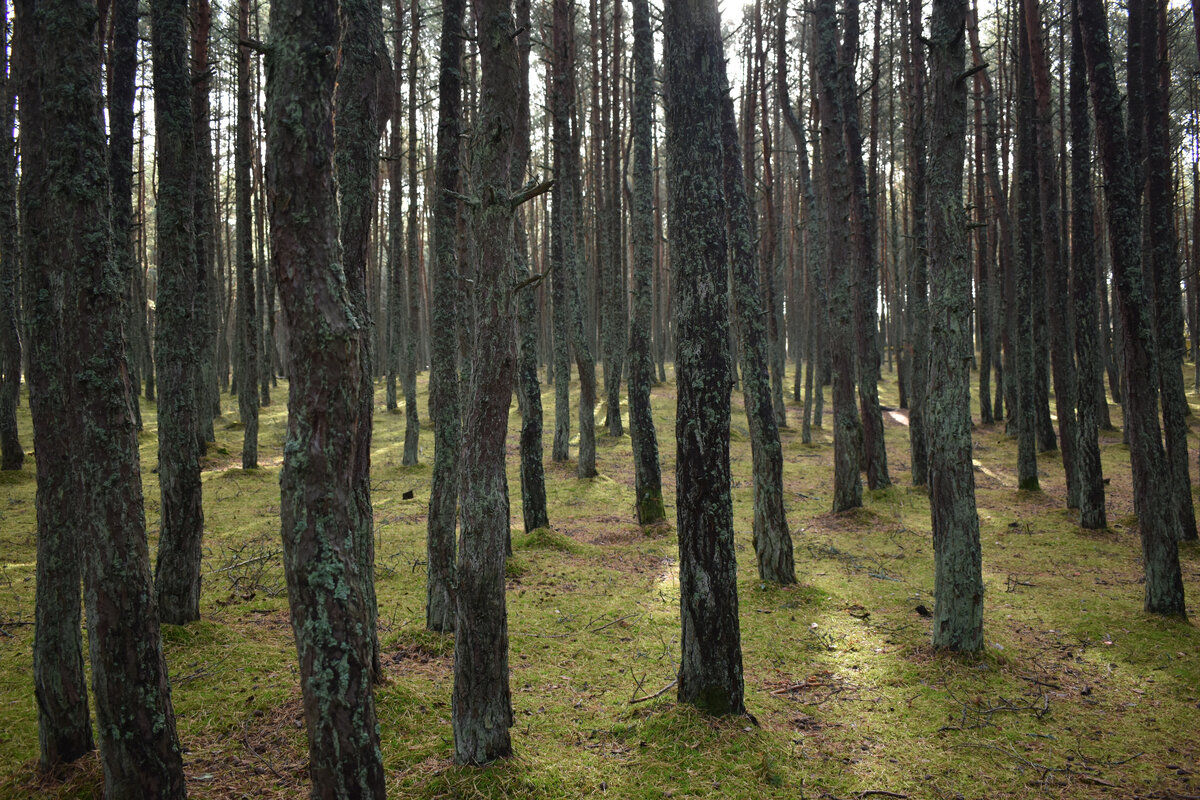 Утро на Косе, где-то в лесу...