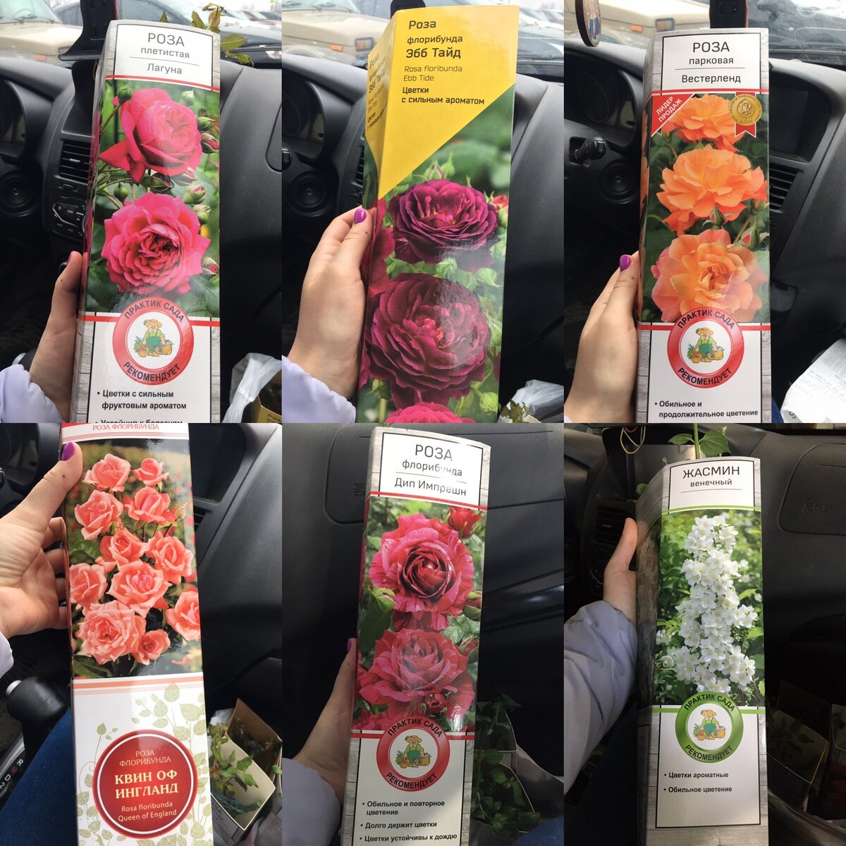 Розы из гипермаркета ЛЕНТА