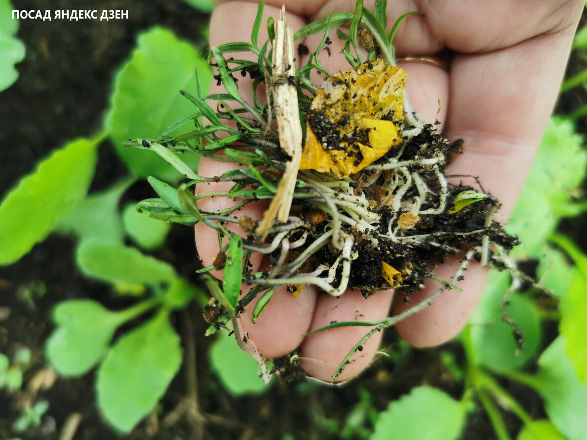 Посмотрите, какие мощные сеянцы. В квартире такие у меня не получались.