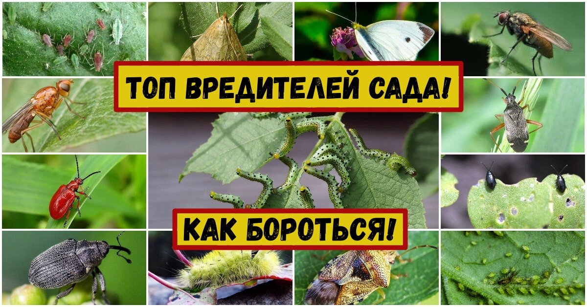 Топ вредителей сада! / Инсектициды