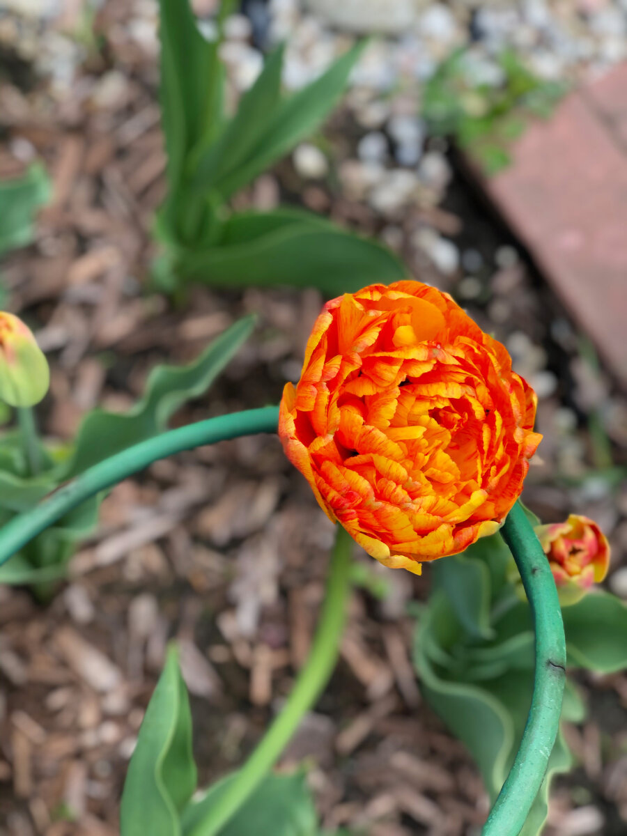 Пришлось даже подпорки ставить под тюльпаны, так как цветки были очень тяжелые и отламывались. 