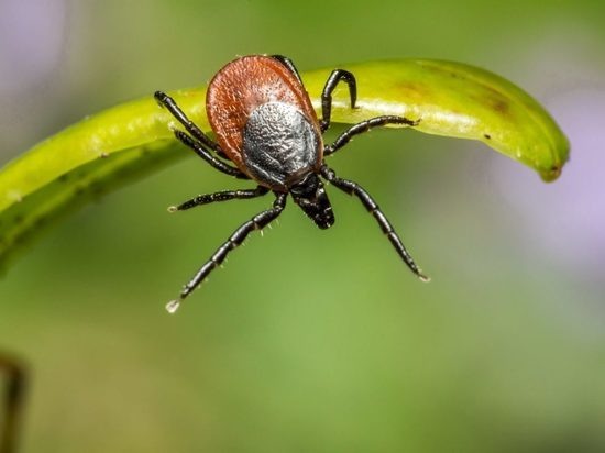 Клещ во время охоты вытягивает передние лапки и ждет
