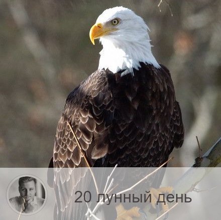 Подписывайтесь и ставьте 👍
20-ый лунный день с 01:19 31-ого по 01:41 1-ого. 🔆 Время преображения
🦅 Символ дня – орёл.
🎂 Люди, рождённые в этот лунный день, очень разные. Если человек проживает свою жизнь осознанно, он способен  жертвовать всем ради дела, которому служит, он находится в ожидании подвига, своего часа. Если человек не развивается духовно, он может стать диктатором  и нести ложную идея, слепо веря в неё.
💍 Камень - яшма.
🌞 День духовного роста, время отбросить все сомнения и совершить важный поступок ради лучшего будущего. Это день победы над собой! Действуйте смело и решительно, не тратьте время на пустяки и не поддавайтесь гордыне и самолюбованию, уделите время своим близким.
✅ Рекомендуемые практики: зрелые отношения.
В этот день легко принять важное решение, совершить какой-то поступок и подняться на более высокую ступень, как в духовном развитии, так и в карьере и социальном положении. Но это оправдано лишь в случае, если ваше решение созрело, вы уверены в нём и в себе, так как работали с предыдущими лунными днями.
💊 Сегодня нужно быть особенно аккуратными со своим здоровьем, так как болезни, начавшиеся в этот день, бывают долгими и часто переходят в хроническую форму. Очень полезно поголодать или хотя бы отказаться от мяса, а также найти время для физических упражнений. Не рекомендуется напрягать зрение.
❌Запрещено: животная пища, экстрасенсорное лечение, гордыня.
В этот день нельзя есть животную пищу, напрягать зрение, подвергать себя экстрасенсорному лечению и лечить самому. Нельзя проявлять гордыню и высокомерие, злобу и брезгливость, ведь это тормозит преображение.
⭕️Уязвимые органы: лопатки, брюшина.
⚠️ Знак:
Если человек неправильно живёт, то на это укажет онемение шеи. Неправильно использование энергий дня может привести к обморокам, повышению давления, онемению рук и боли в лопатках.
💤Сегодняшние сны сбываются.

—————
🔭 Заказать прогноз о будущем 👉 numeromagic.ru/uslugi
👩‍👧‍👧 Посмотреть / Оставить отзыв 👉 numeromagic.ru/reviews