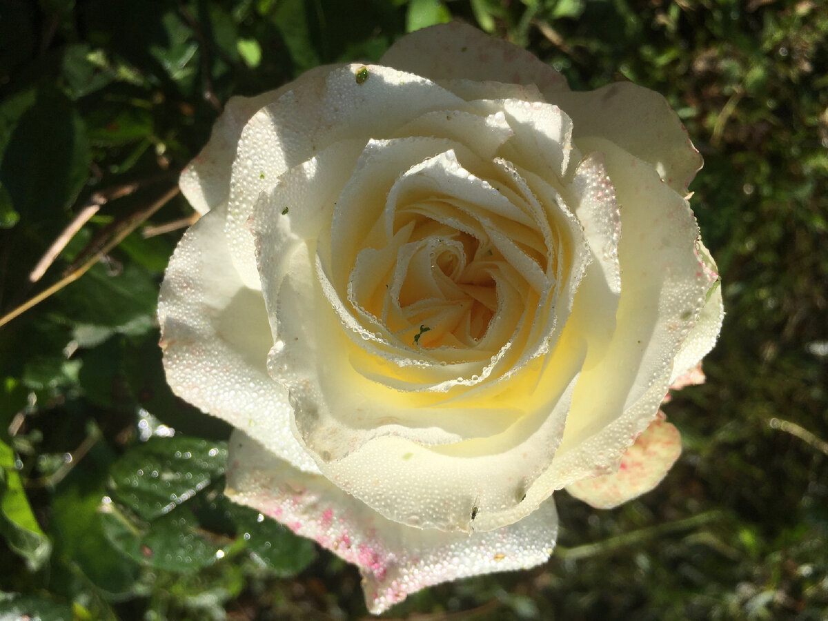 Роза с капельками росы 