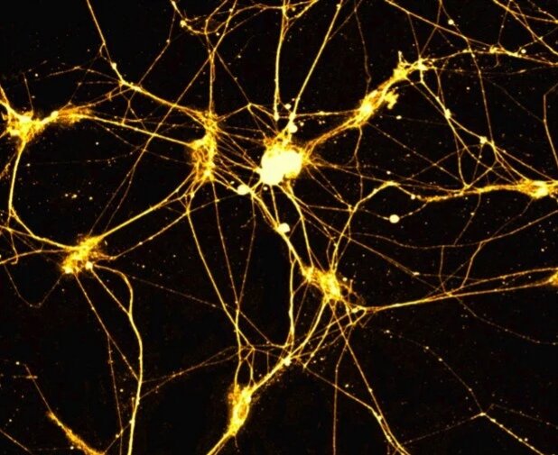 Изображение из открытых источников 