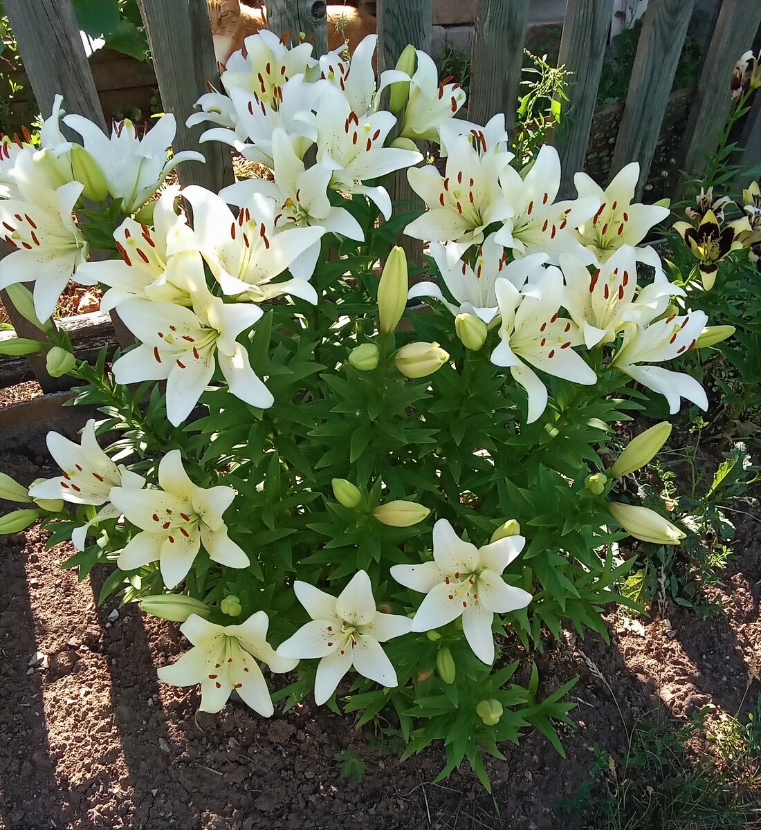                                                Белые цветы доверия. Фото автора канала.