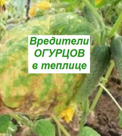 Раннее выявление и лечение