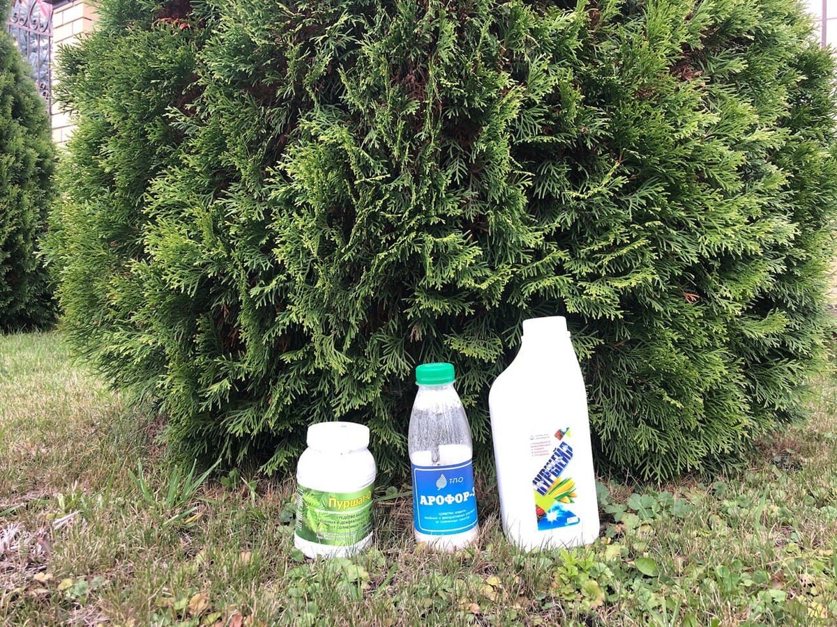 З средства защиты хвойных от ожогов хвои