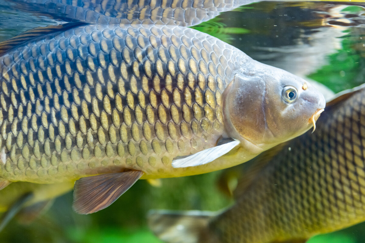 Рыба белгород купить. Рыбы Белгородской области. Sad Fish. Cramp-Fish.