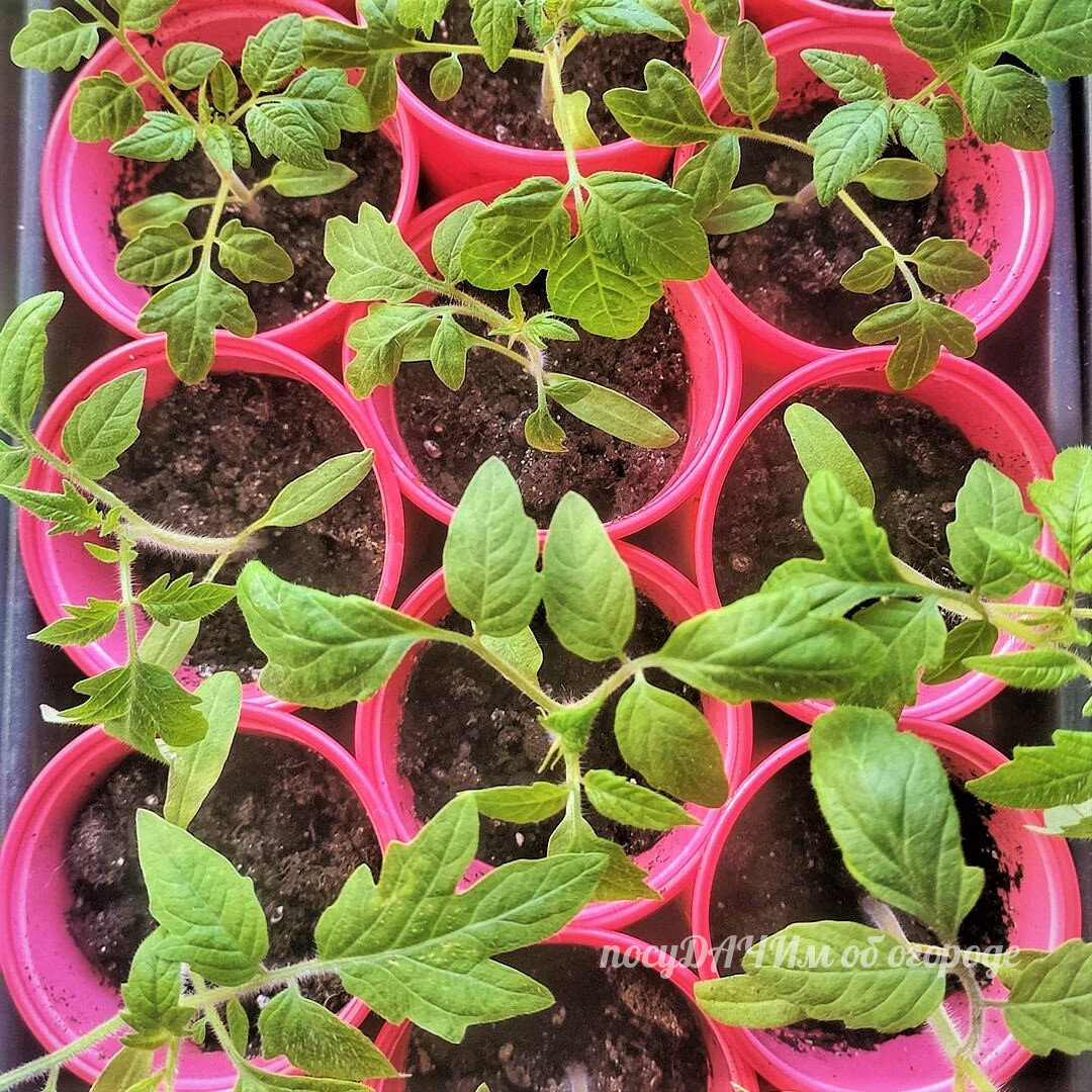 Нам до джунглей еще далеко :)