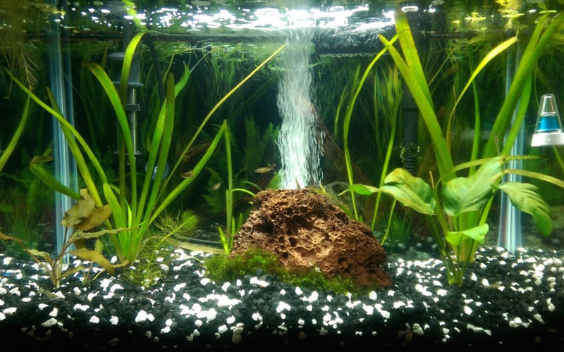 Применение камней и корней в аквариумной аранжировке