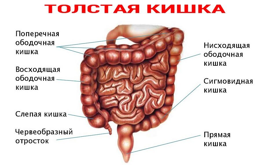 Схема толстого кишечника