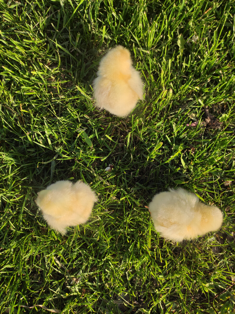 Вот они, первопроходцы!