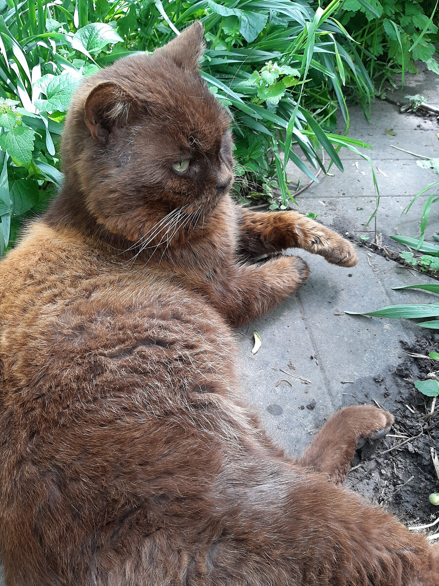 Диня любуется тюльпанами