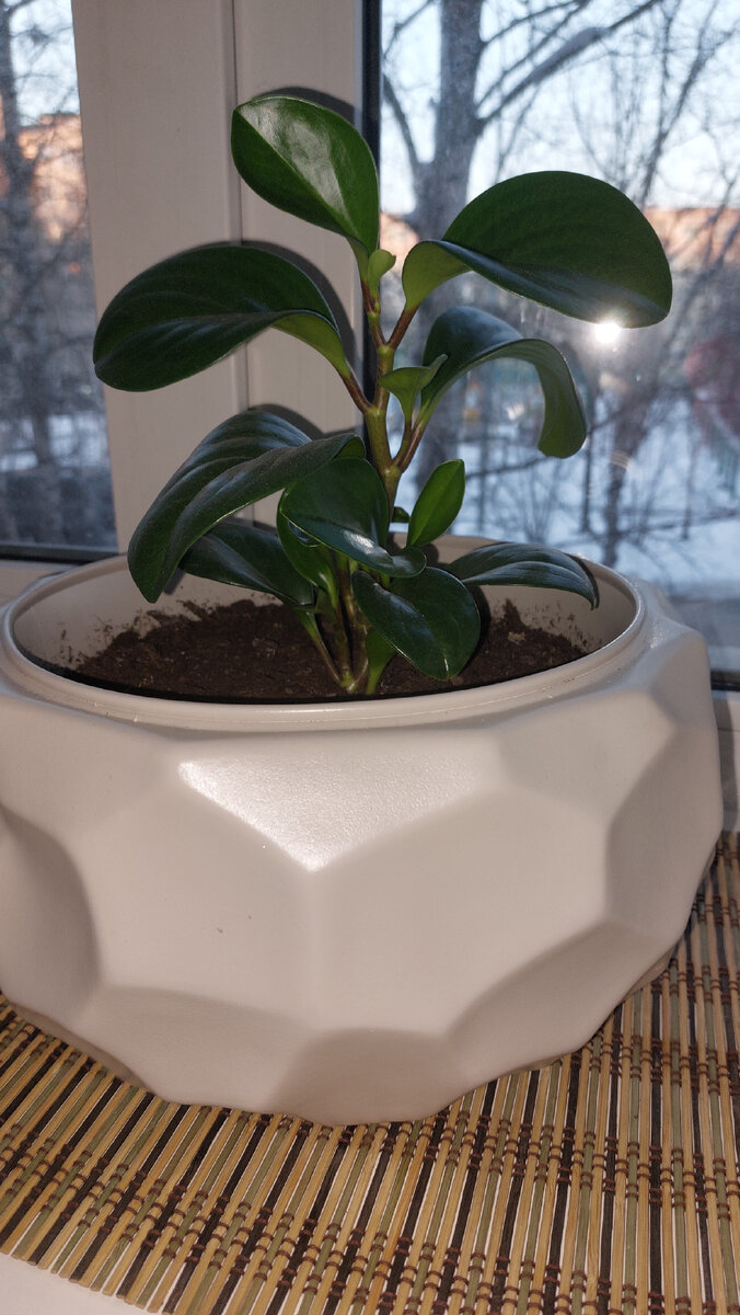 Мой любимый цветочек