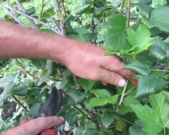 Плюсы летней обрезки