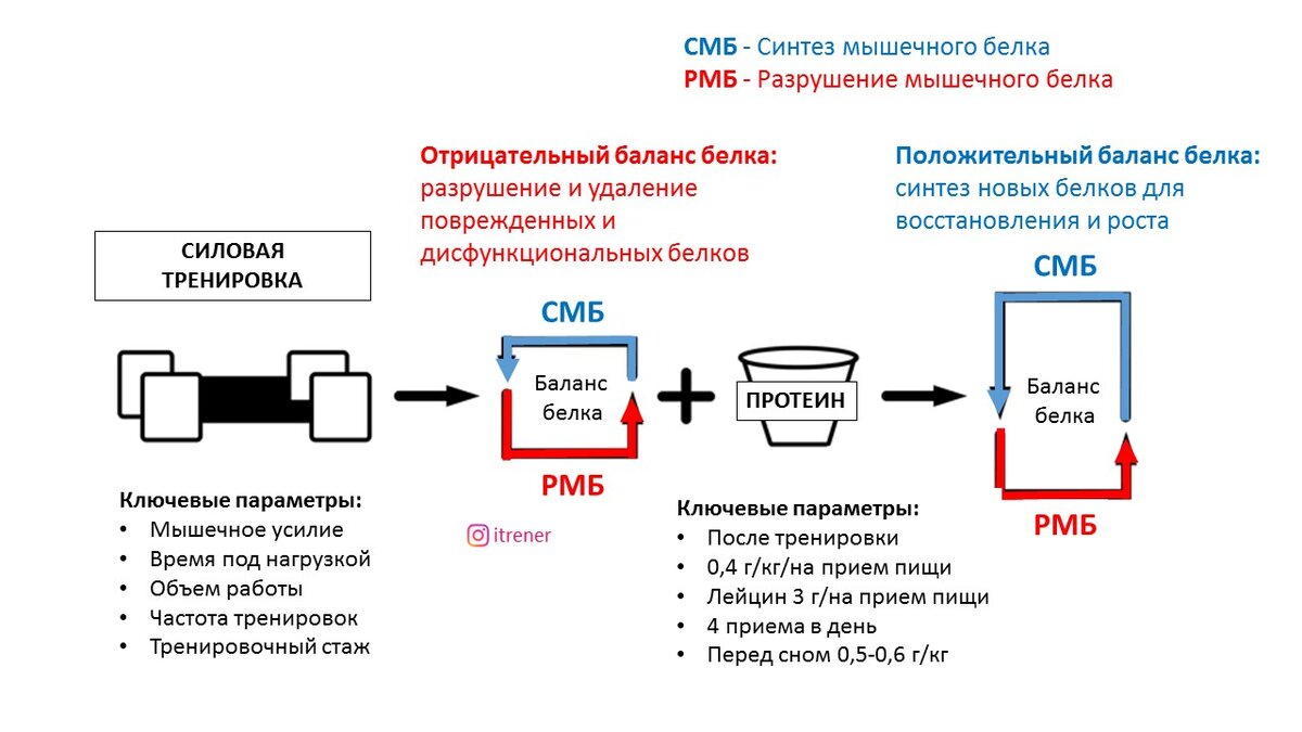 Рисунок 1. Общая схема влияния силовой тренировки и белкового питания на оборот мышечного белка