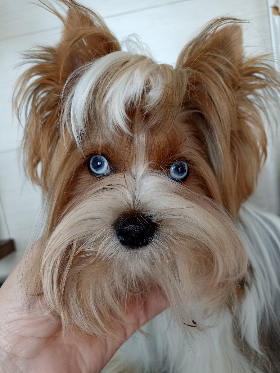 Самые дорогие йорки #peperudadog #peperuda #kennelpeperuda #добрыйдень 