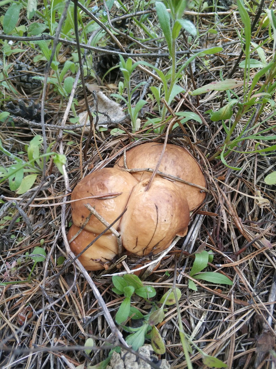 Красавцы, растут прямо кучкой. Просятся на сковородку.
