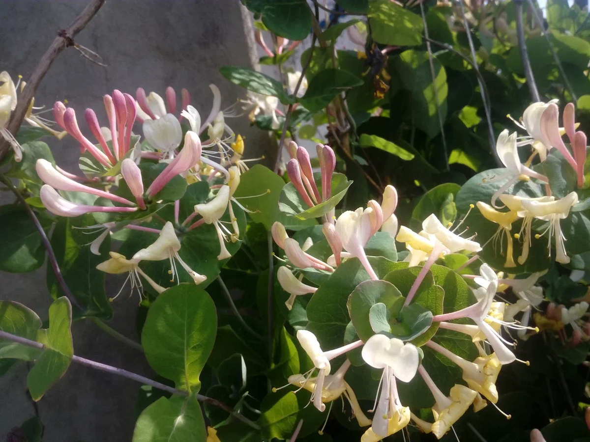 Такая красота у нас расцвела