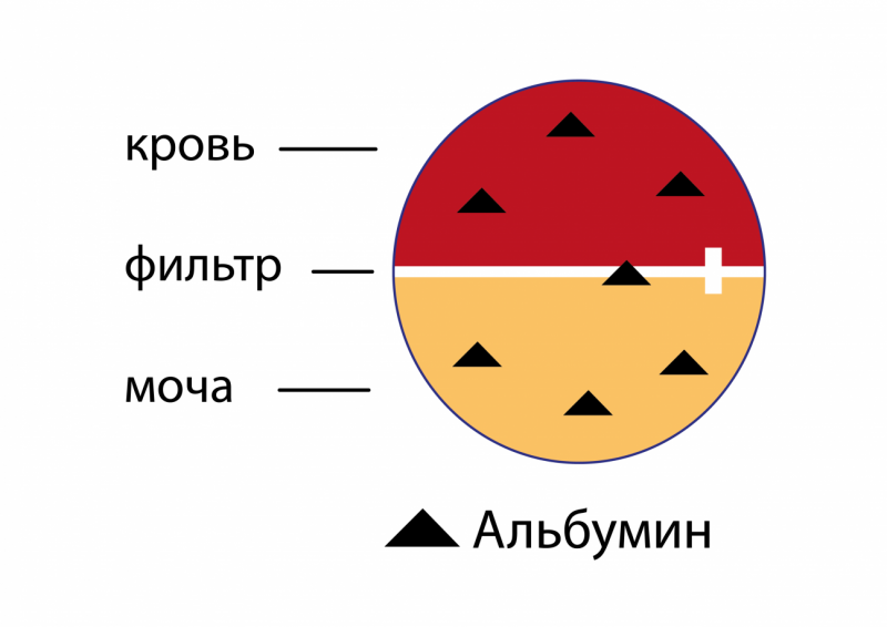 Диабетическая нефропатия Институт клинической и экспериментальной лимфологии - филиал ИЦИГ СО РАН