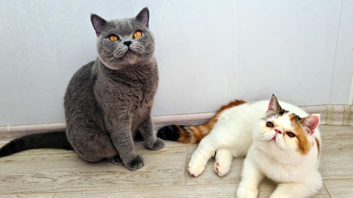 Боня - светленькая девочка и Лёня - мальчик серенький