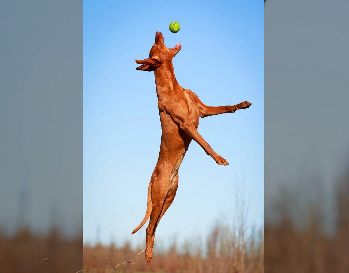 Поговаривают, что эти собаки проходят тестовые полеты в качестве мячеистребителей.