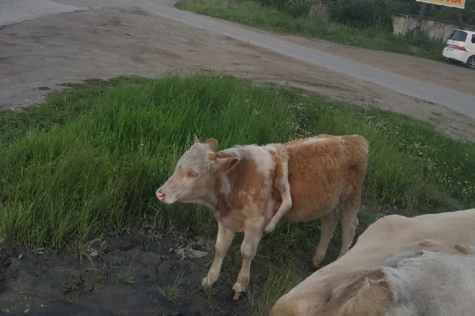   Виталий Нагуслаев