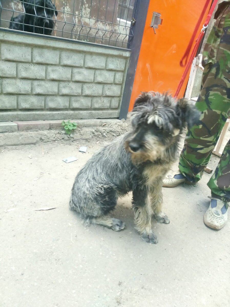 Миттельшнауцер Фрося