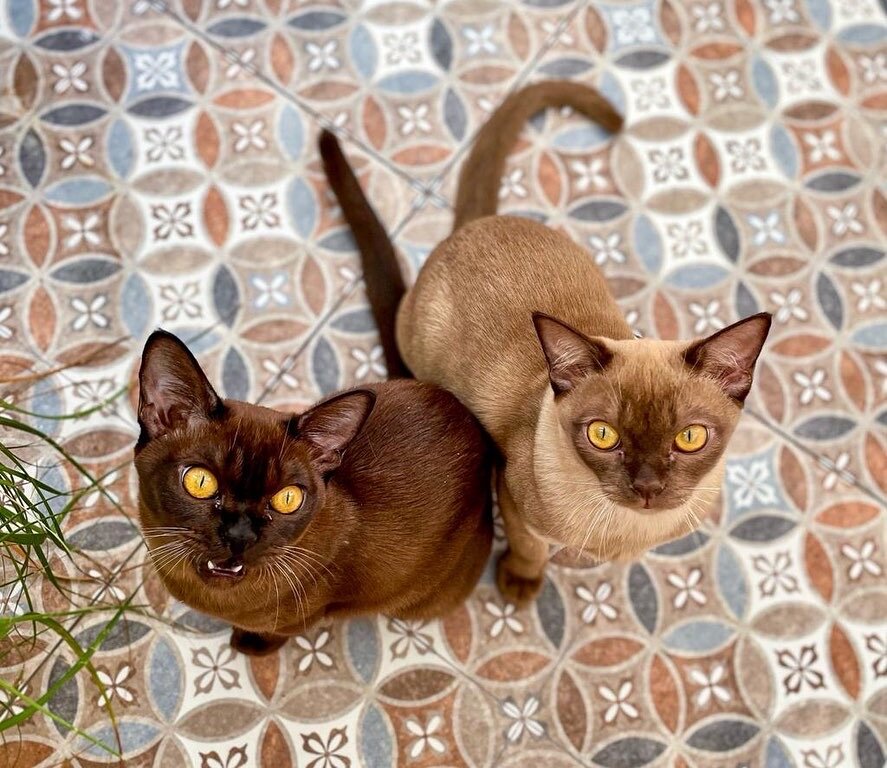 Heaven Jasped*RU из питомника европейской бурмы Jasper Burmese и ее преданный друг Cairo…