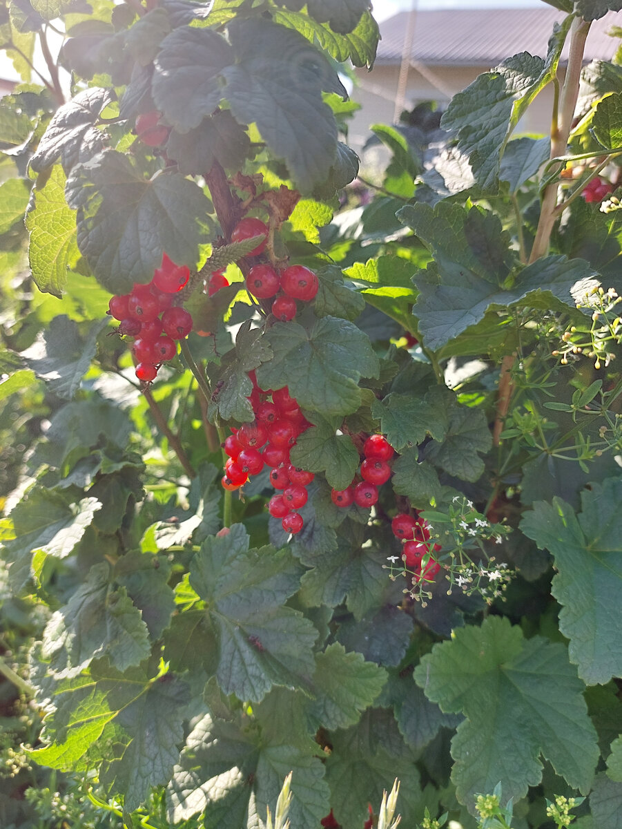 У нас растет несколько кустов красной смородины. Это такая красивая эта ягода! Ну, если честно, то она в основном для радости у нас и растет. Внуки собирают и сразу съедают... Хочу еще найти розовую крупную смородину и тоже посадить. Мне кажется, что эта ягода не поражается в саду ничем и плодоносит хорошо. Мне такая ее беспроблемность очень подходит. Правда, она со временем мельчает, но это, видимо из-за того, что мы её не вырезаем вовремя.