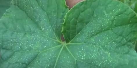 Вы заметите не самого клеща, а результат его действий. Кадр: «На завалинке» / YouTube📷
