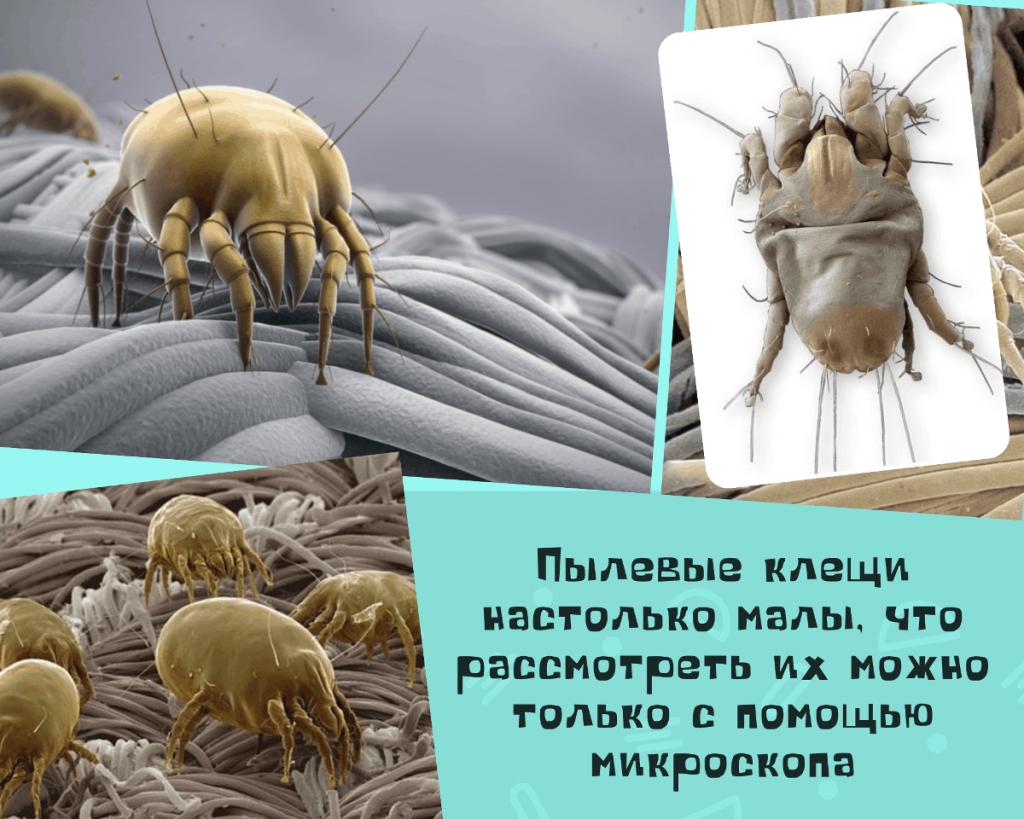 Насколько опасны постельные клещи. Как бороться с паразитами. | Портал  Песочница | Дзен