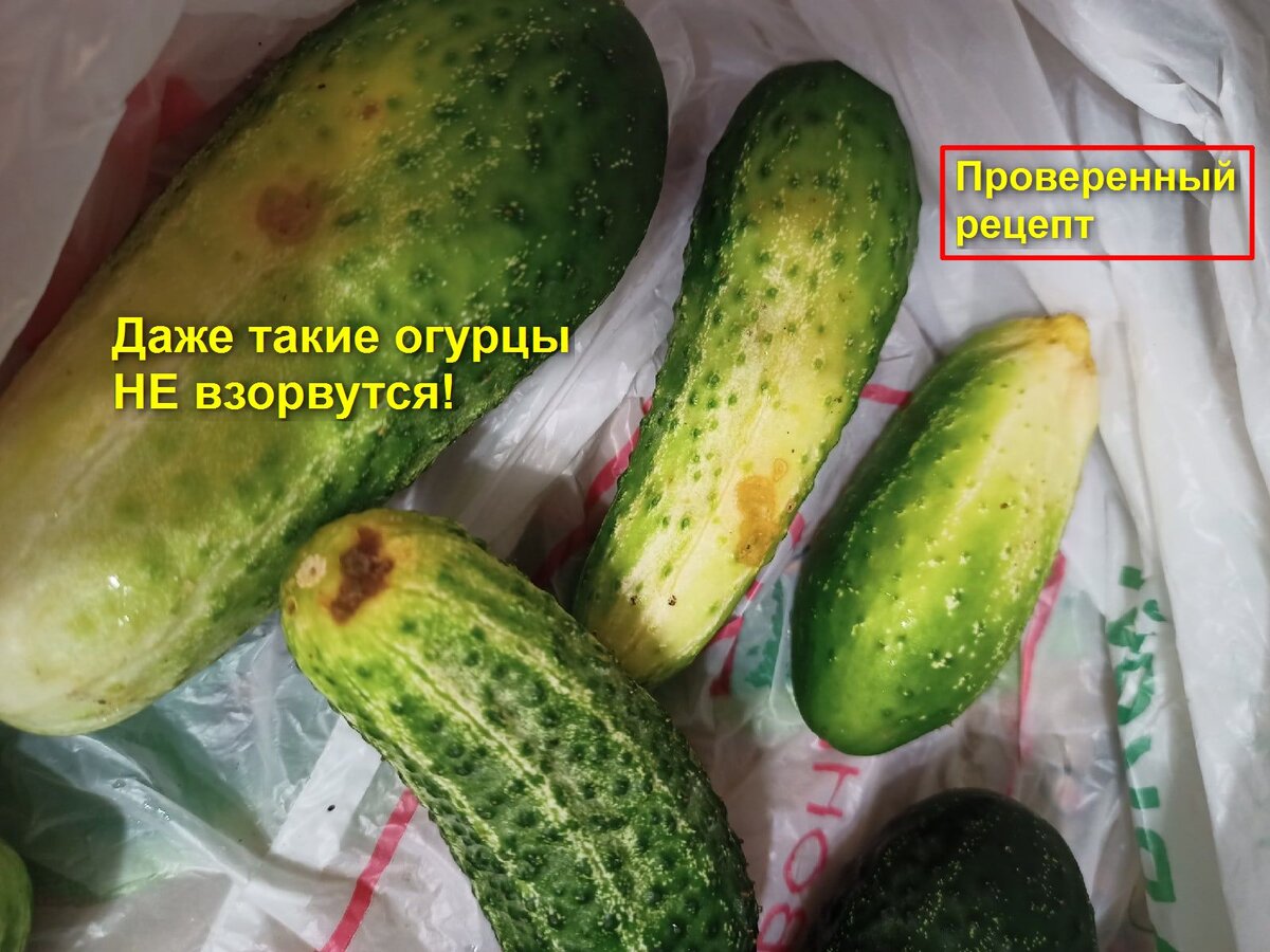 Маринованные огурцы - стоят без погреба и никогда НЕ взрываются! | Садовый  Клуб Наталии Петренко | Дзен