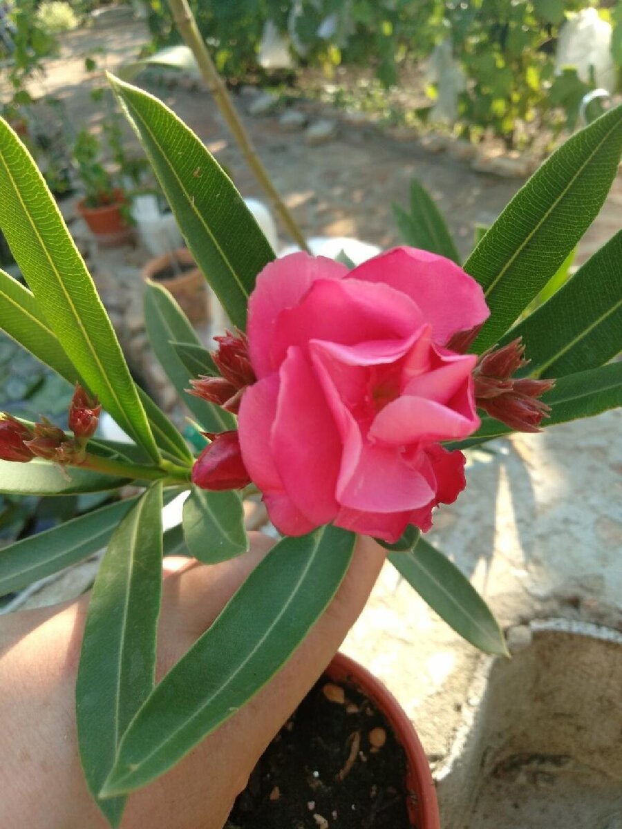 Олеандр обыкновенный: красота природы в вашем саду