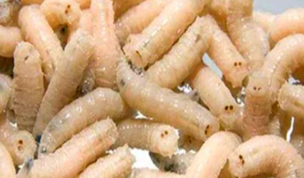 Опарыш из яйца для рыбалки своими руками