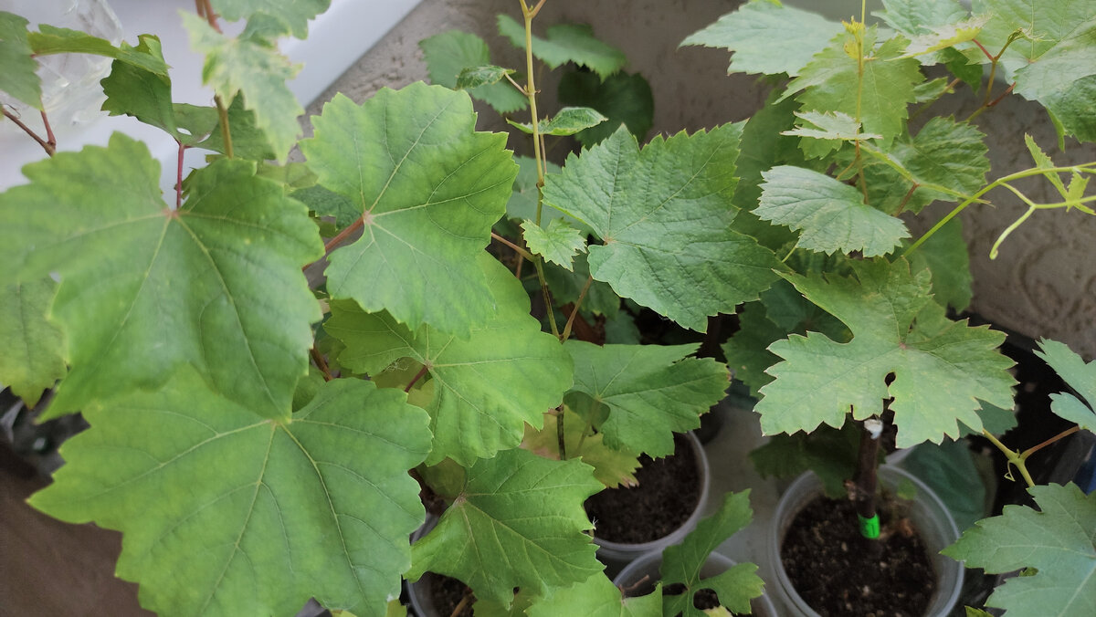 Малыши-крепыши