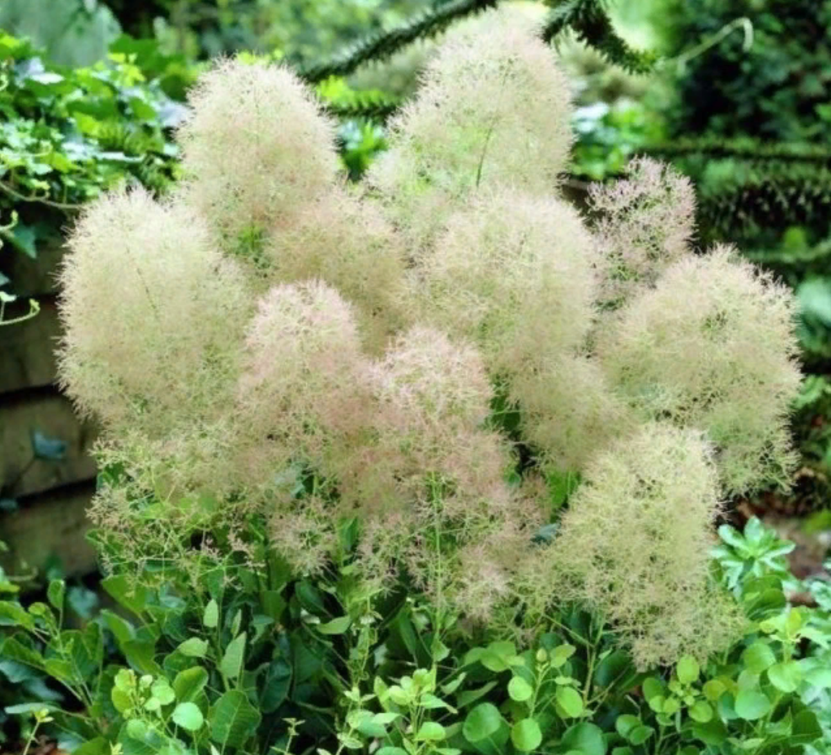 Отличительная особенность скумпии – метелки, образующиеся после цветения (источник фото: ogorod.ru)