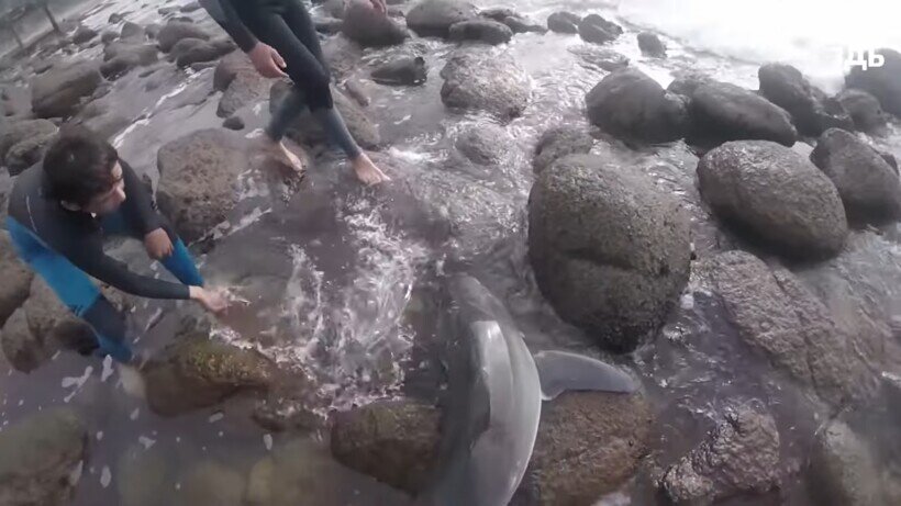 1996 год акула выбросилась. Пляж большой камень в воде.