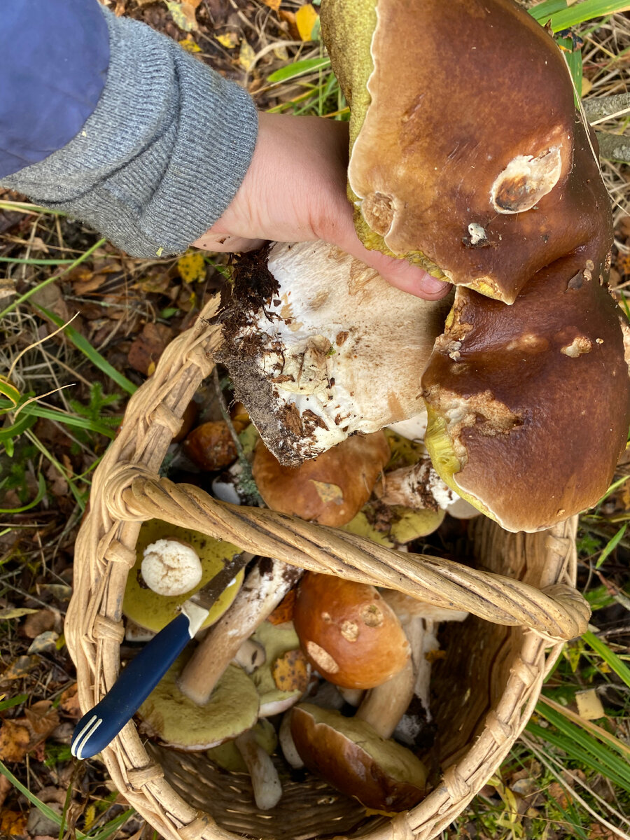 Корзина грибов, сбор в Ленинградской области автором канала: В ХОЗЯЙСТВЕ ПРИГОДИТСЯ, осень 2022г.