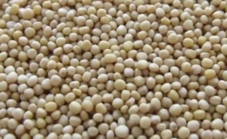    Соя внесла весомый вклад в сентябрьский рекорд бразильского агроэкспорта