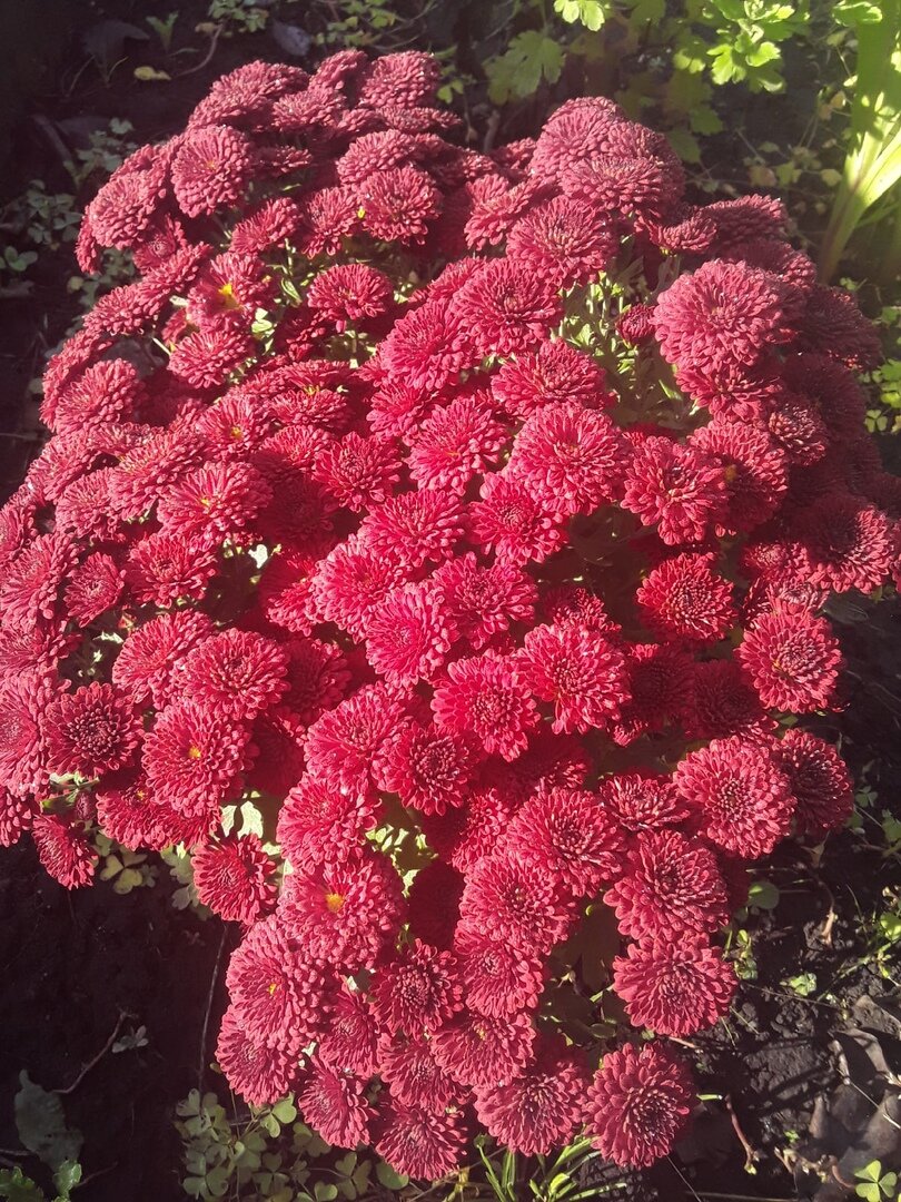 Хризантема мультифлора, сорт Branglory Red